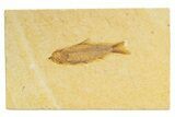 Detailed Fossil Fish (Knightia) - Wyoming #318556-1